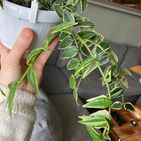 Hoya bella albomarginata stikkling