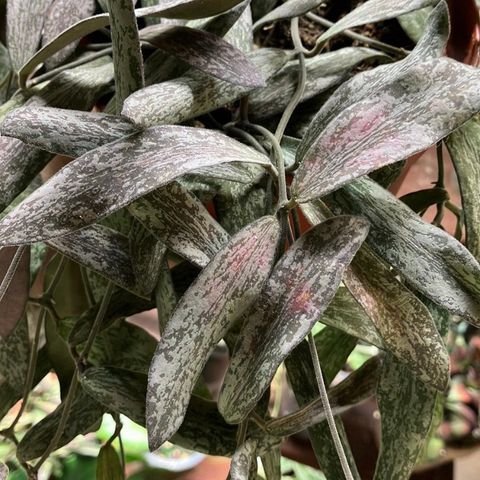 Hoya sigillatis stikkling