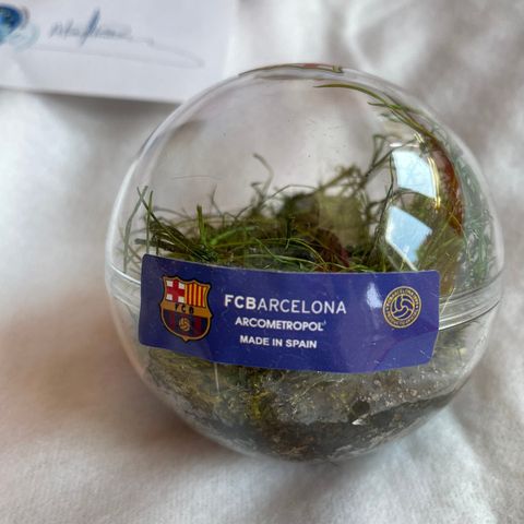 FC Barcelona - Gress fra Camp Nou (LIMITED EDITION)