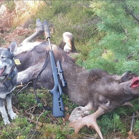 Elgjakt/løshundjakt på elg