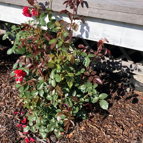 Rosebusk med røde roser
