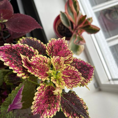 coleus stikling