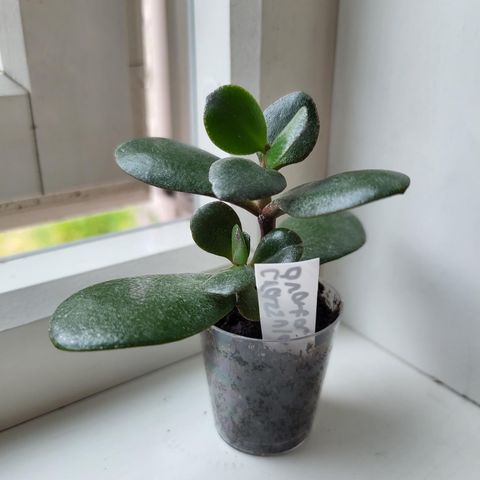 Sønnen min på 10 år selger pengetre (Crassula ovata)