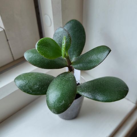 Sønnen min på 9 år selger pengetre (Crassula ovata)