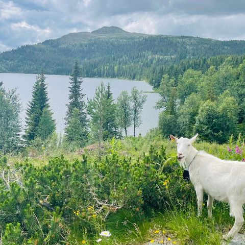 Geiter leies ut til beiting - Kongsberg og omegn