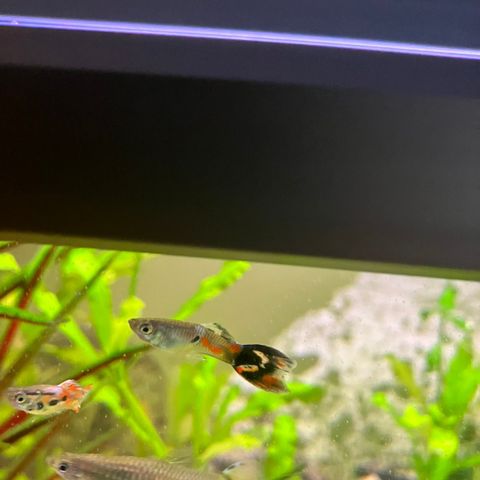 Endlers guppy