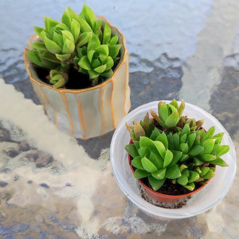 Haworthia cooperi / Cathedral window cactus