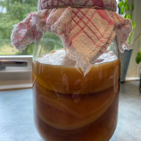 Scoby (kombuchastarter) og startvæske