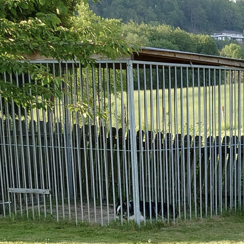 Hundegård med tak og hundehus