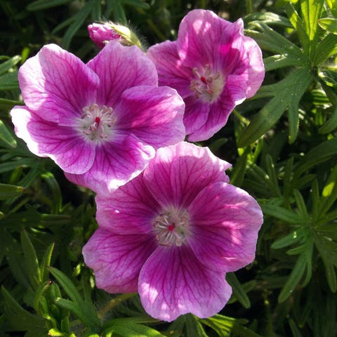 Annonsebilde