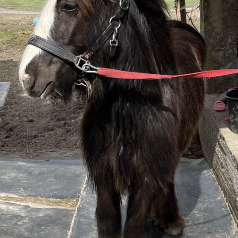 Vakker Gypsy Cob hoppe vurderes solgt