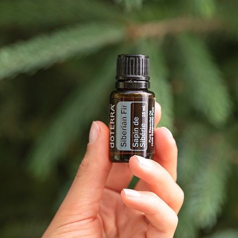 Siberian Fir - 100% ren eterisk olje fra doTERRA