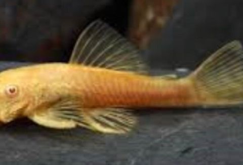 Albino Ancistrus