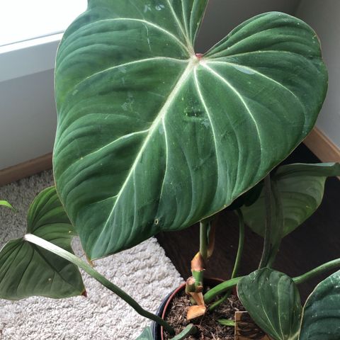 Philodendron gloriosum