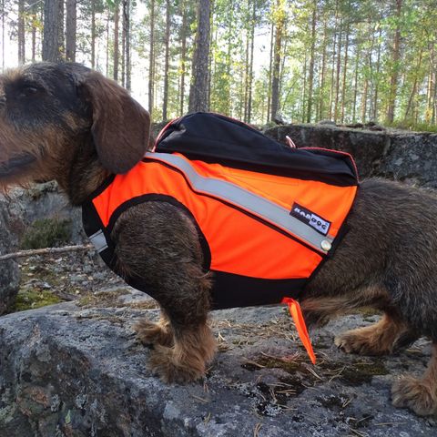 Kardog Alma GPS-vest til hund