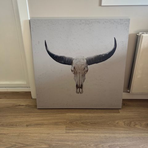 Cow Skull Concrete 70x70