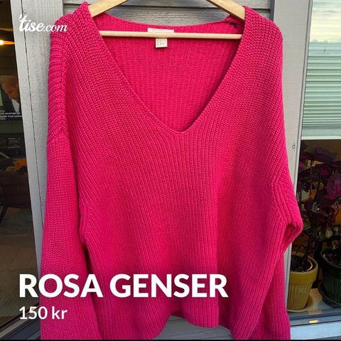 Rosa genser