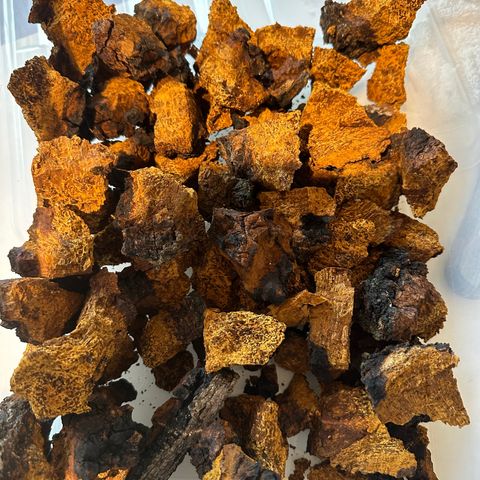 Chaga