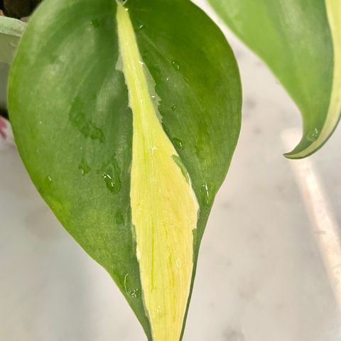 Philodendron hederaceum Rio