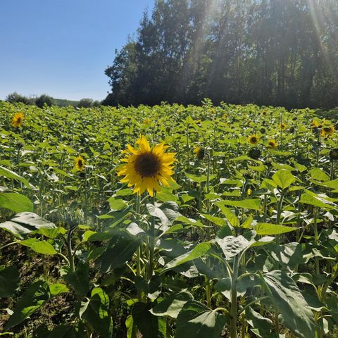 SOLSIKKER selvplukk