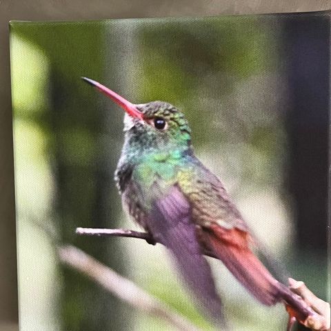 Fotolerret "Belize kolibri" 20x 20