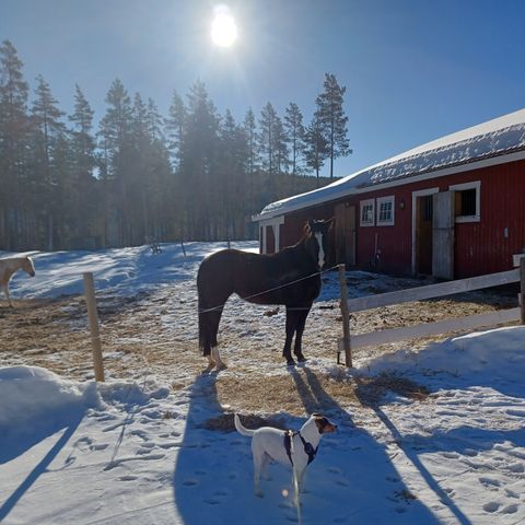 Ledig stallplass