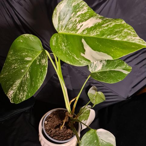 Monstera variegata 2 år gammel