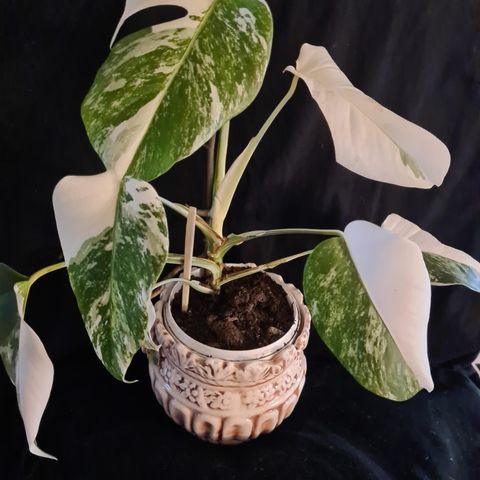 Nydelig, sjelden type av  Monstera variegata.