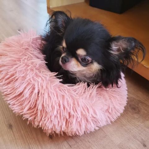 Ny Pet Bed Katteseng Hundeseng  Fluffy Soft Plush