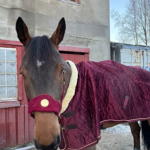 kentucky show rug velvet