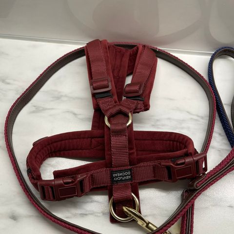 Kentucky Dogwear Active Velvet Hundesele