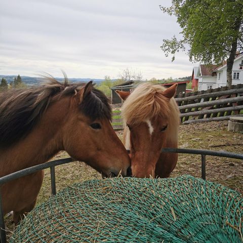 Høy/ensilage med fòranalyse ønskes kjøpt