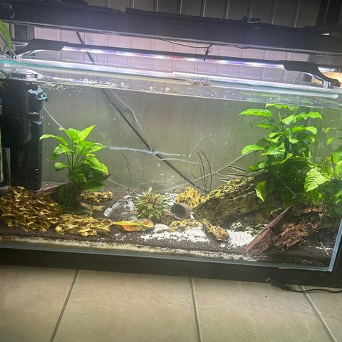 250l akvarium