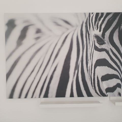 Zebra Bilde