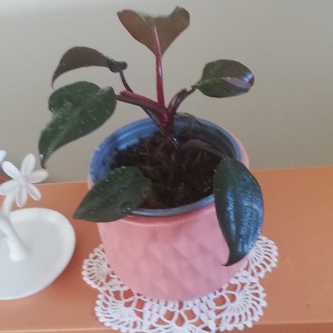 Inneplanter Philodendron Pink Princess/rosa prinsesse/.