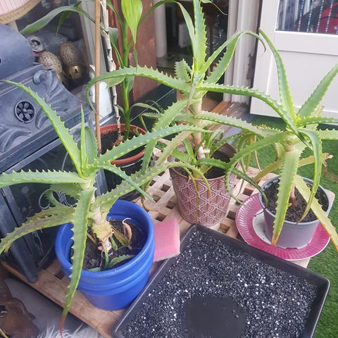 Aloe vera planter