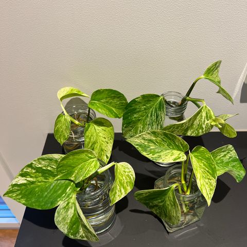 Stiklinger Marble queen epipremnum