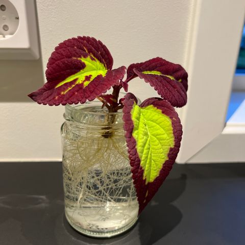 Stiklinger Coleus praktspragle