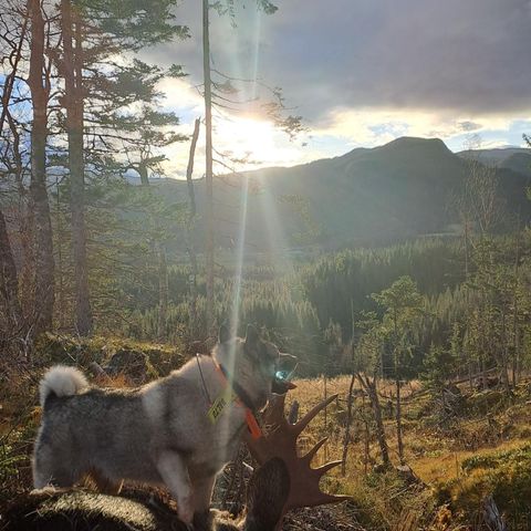 Elgjakt ønskes leid.