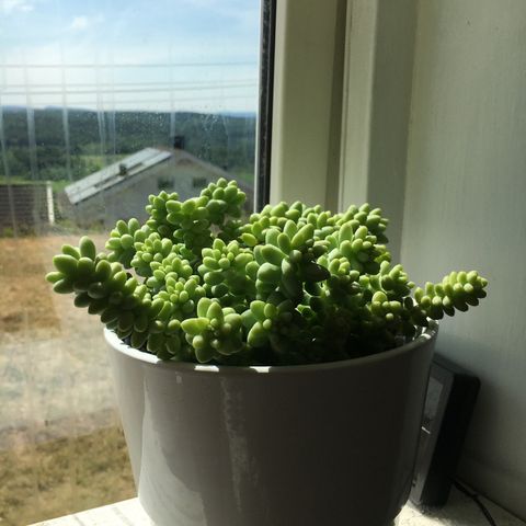 Sedum burrito