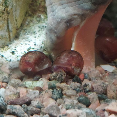 Akvarie snegler