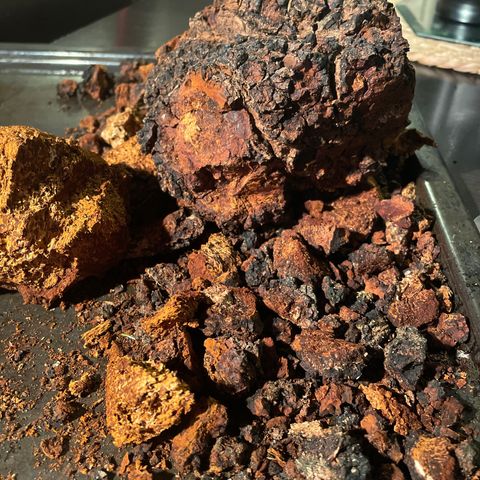 chaga