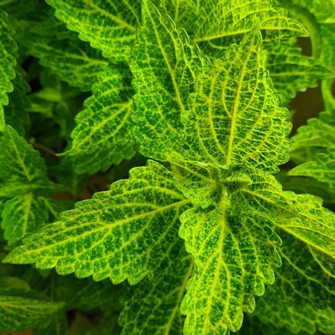 Coleus 'Electric Lime' avlegger (blomster)