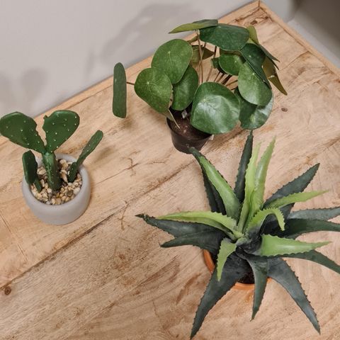 Kunstige planter, Aloe Vera, Elefantøre og kaktus