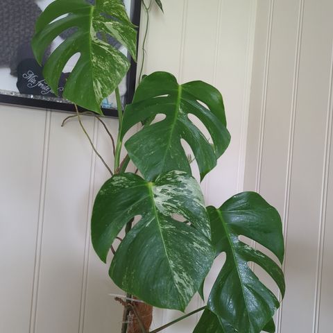 Monstera Variegata