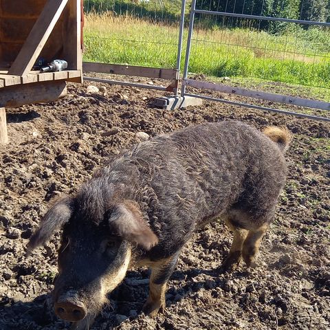 Ullgris / Mangalitsa råne til salgs