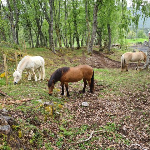 Ledig plass på utegang i Sogndal