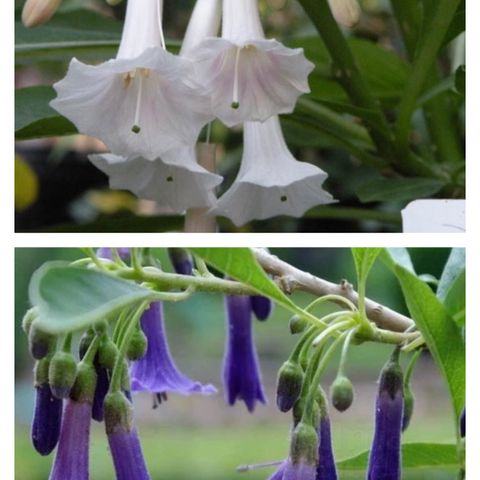 Planter av blå/lilla Iochroma.