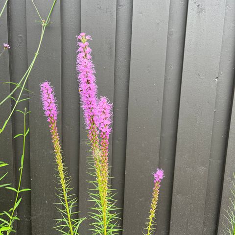 Stauder, akssøyleblomst