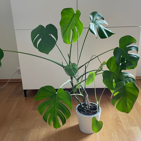 Monstera med nye skudd og blader